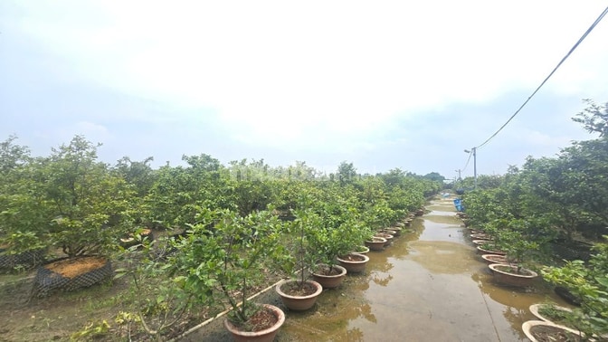 BÁN GẤP GẦN 2HA ĐẤT KÈM 1.800 GỐC MAI ĐÃ TÁCH 16 SỔ PHỦ HỒNG TOÀN BỘ