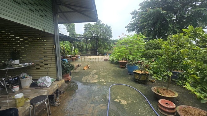 BÁN GẤP GẦN 2HA ĐẤT KÈM 1.800 GỐC MAI ĐÃ TÁCH 16 SỔ PHỦ HỒNG TOÀN BỘ