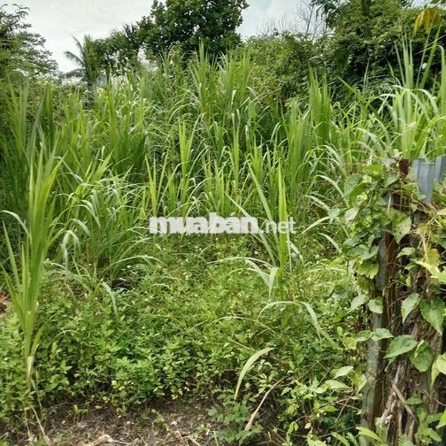 💥1,4 tỷ/430,9m² đất tại ấp 2 xã Bình Chánh TP HCM