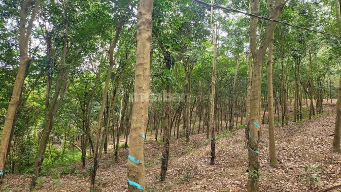 Gia đình cần bán gấp quỹ đất lớn tại Bắc Tân Uyên thuộc Hồ Chí Minh