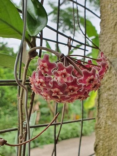 BÁN MẢNH ĐẤT LÀM NHÀ VƯỜN CỰC ĐẸP TẠI THANH OAI - Ô TÔ VÀO TẬN NƠI - S