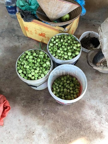 BÁN MẢNH ĐẤT LÀM NHÀ VƯỜN CỰC ĐẸP TẠI THANH OAI - Ô TÔ VÀO TẬN NƠI - S