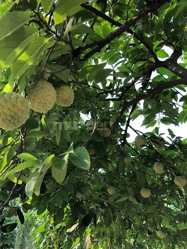 BÁN MẢNH ĐẤT LÀM NHÀ VƯỜN CỰC ĐẸP TẠI THANH OAI - Ô TÔ VÀO TẬN NƠI - S