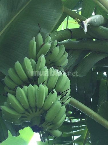 BÁN MẢNH ĐẤT LÀM NHÀ VƯỜN CỰC ĐẸP TẠI THANH OAI - Ô TÔ VÀO TẬN NƠI - S