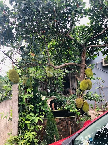 BÁN MẢNH ĐẤT LÀM NHÀ VƯỜN CỰC ĐẸP TẠI THANH OAI - Ô TÔ VÀO TẬN NƠI - S