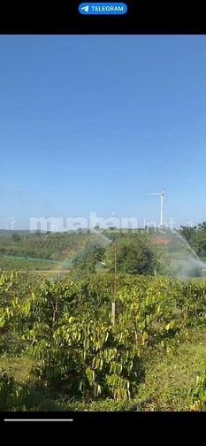 Bán Đất   diện tích 28800 tặng nhà cấp 4 tặng 5000 cây cafe cho trái n