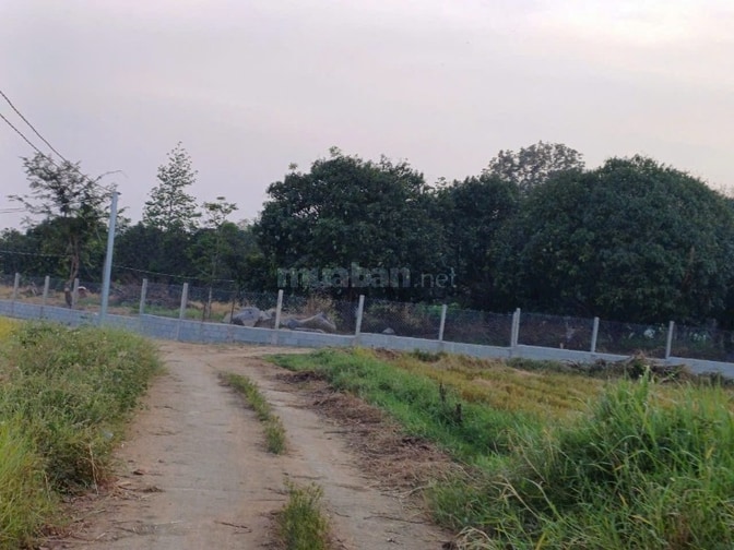 Bán 2,3 hecta đất vườn trái cây