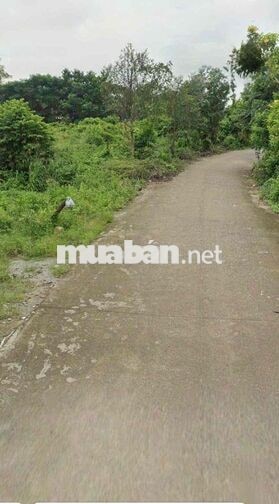CẦN SANG 2246m2  ĐẤT TẠI  AN BÌNH, PHÚ GIÁO, TP HỒ CHÍ MINH.