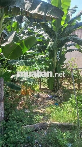 BÁN ĐẤT LONG HẢI – CÁCH BIỂN CHỈ 1KM – QUY HOẠCH ĐƯỜNG LỚN MỞ MẶT TIỀN