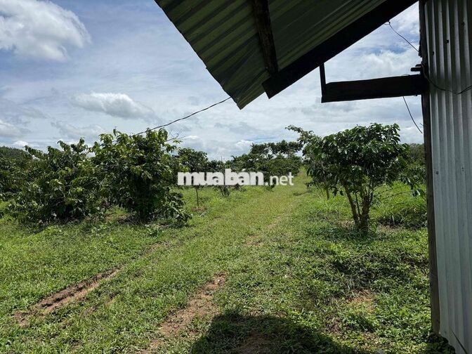2ha5 720tr/ha, Cách QL 14 1km dân quanh, cách chợ 500m