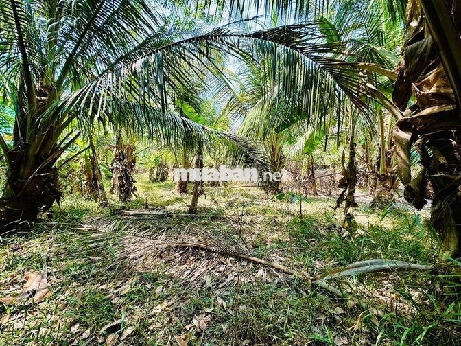 Chính chủ bán 347,8m² có thổ cư, ngang 6,5m - Phước Vinh, Tây Ninh
