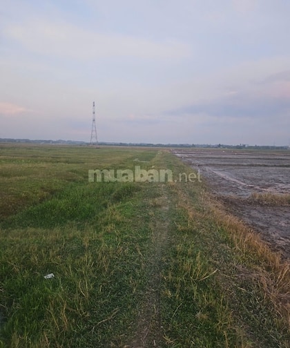 1,35 tỷ/1.777m2 đất vườn xã Trung Lập Hạ, huyện Củ Chi, TP.HCM