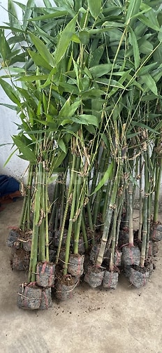 Nhánh tre giống điền trúc số lượng nhiều