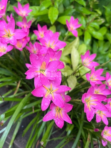 Nhượng nhà vườn trung tâm Hà Nội