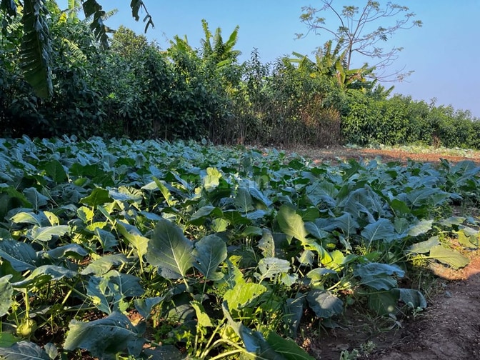 Nhượng nhà vườn trung tâm Hà Nội