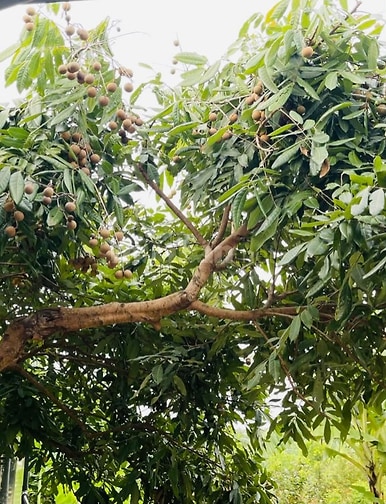 Nhượng nhà vườn trung tâm Hà Nội