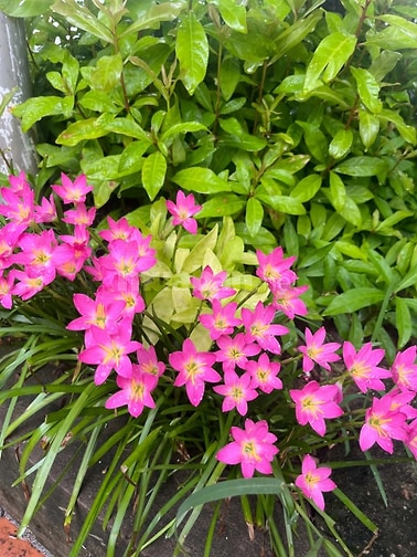 Nhượng nhà vườn trung tâm Hà Nội