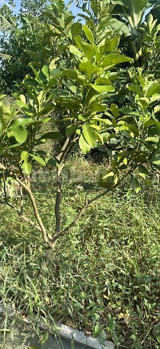 Nhượng nhà vườn trung tâm Hà Nội