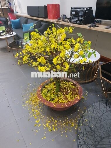 Nhà nguyên căn khu sầm uất, chính chủ