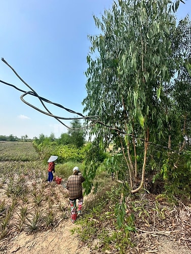 Bán đất vườn Bến Lức xã thạnh lợi