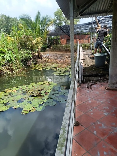 Đất Vườn Lan + Ao Cá Nhà Sàn. KP Lộc Khê P.Gia Lộc. Tây Ninh
