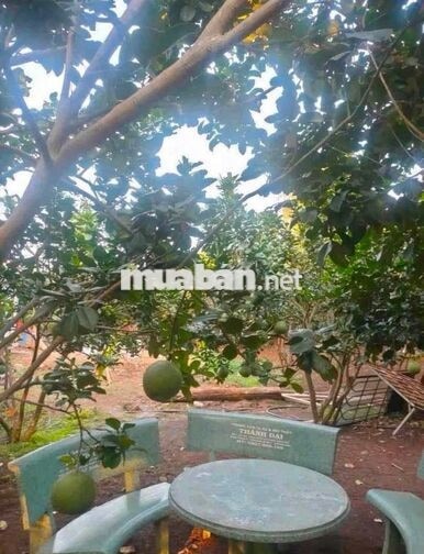 1tỷ45 Bán nhà vườn gần chợ Tân Phú Trung, ở Nguyễn Thị Lắng (8x40) SHR
