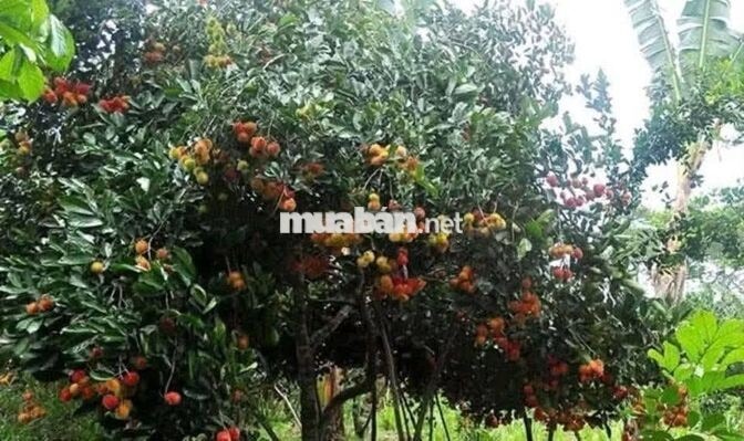 1tỷ45 Bán nhà vườn gần chợ Tân Phú Trung, ở Nguyễn Thị Lắng (8x40) SHR