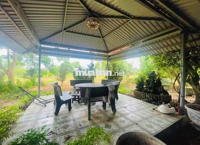 1tỷ45 Bán nhà vườn gần chợ Tân Phú Trung, ở Nguyễn Thị Lắng (8x40) SHR