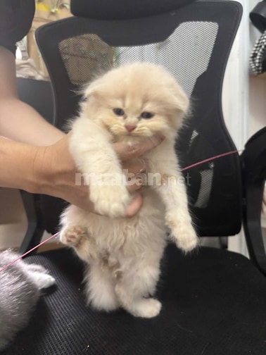 Mèo ald lai chân lùn 2 tháng. 