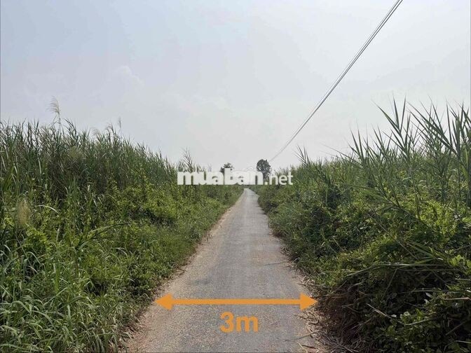 Ngân hàng thanh lý 3 công đất tại Bình Xuân, Gò Công, Tiền Giang