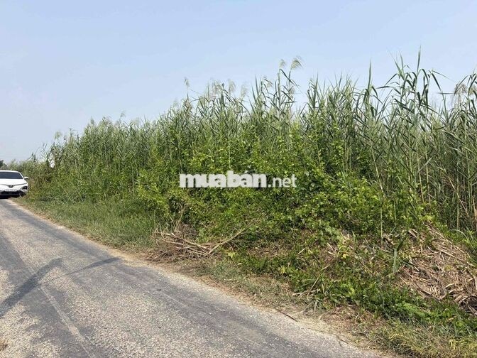 Ngân hàng thanh lý 3 công đất tại Bình Xuân, Gò Công, Tiền Giang