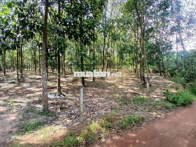 Bán đất mẫu view hồ Dầu Tiếng đẹp rẻ tại xã Định An