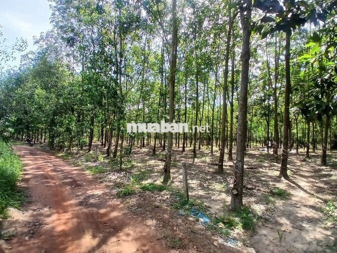 Bán đất mẫu view hồ Dầu Tiếng đẹp rẻ tại xã Định An
