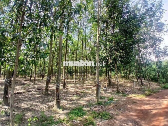 Bán đất mẫu view hồ Dầu Tiếng đẹp rẻ tại xã Định An