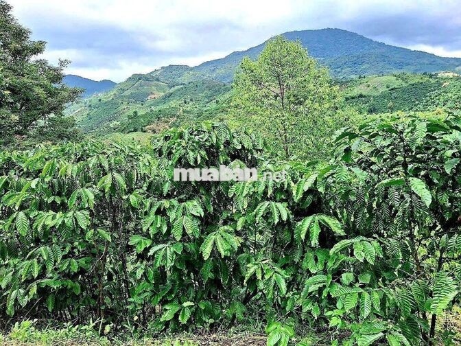 Đất mặt tiền đường ô tô, sổ hồng riêng, view đẹp