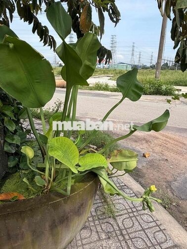 Cho thuê gấp phòng 3,7 triệu, phường 21, Bình Thạnh