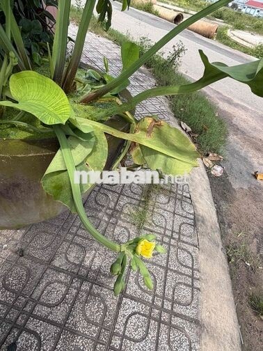 Cho thuê gấp phòng 3,7 triệu, phường 21, Bình Thạnh
