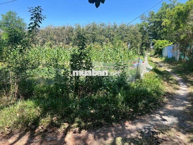 Đất ngộp giá rẻ An Bình, Châu Thành, lô gốc,5*33