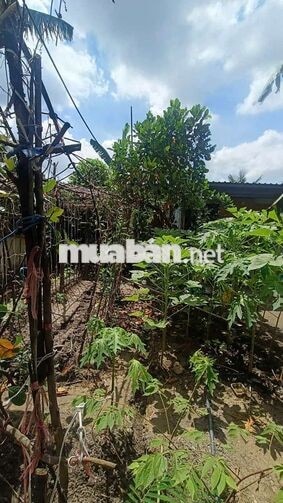 Nhà vườn 8*25 có Nhà Đường Kênh Trung ương Vĩnh Lộc B  Binh chánh