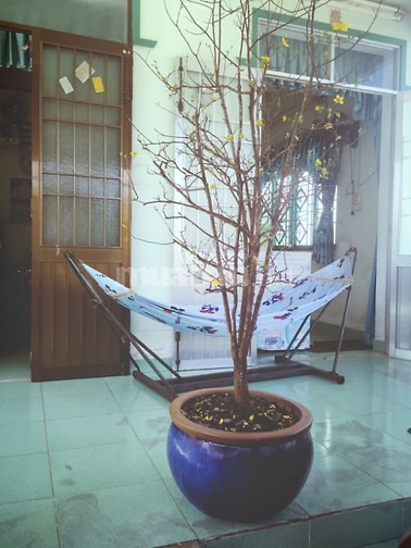 Chính chủ bán nhà đất 112,8m2 Cần Giờ gần Vinhomes Green Paradise 500m