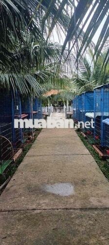 BÁN KHU NHÀ VƯỜN 1710M2 MẶT TIỀN NGUYỄN VĂN NHÂM - BẾN LỨC -LONG AN -