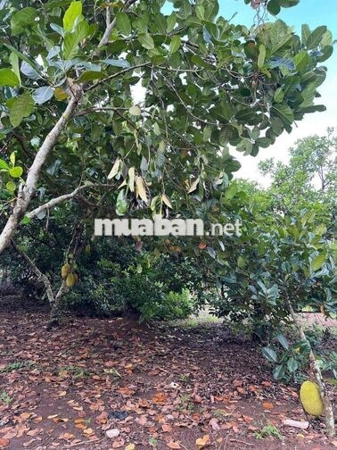 Đất 2 Mặt Tiền Đường - Ngay Chợ Khu Phố 1 - Bình Lộc - Đồng Nai