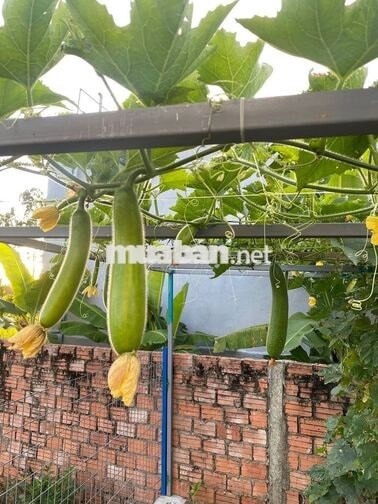 Nhà đầy đủ nội thất mới keng bán nhanh. giá rẻ cho VC trẻ ra riêng