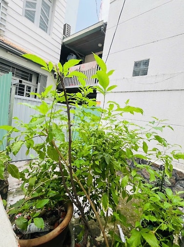 Bán đất Nguyễn Kiệm, P.4, Phú Nhuận: 9,3m2, giá 1,15 tỷ