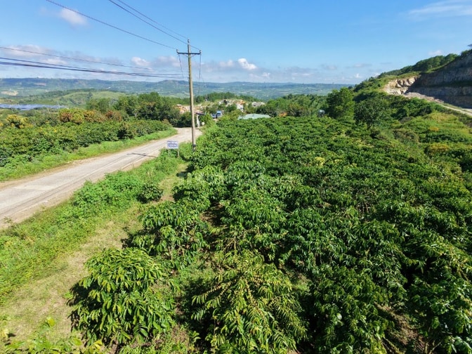 Đất Di Linh 333m mt bê tông 2ha giá 360tr/sào có nguồn thu