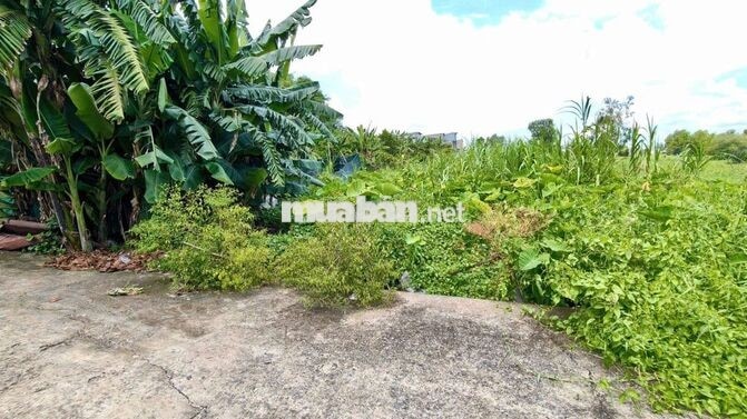 Đất nền SHR 2/Trung Đông 12-Thới Tam Thôn-Hóc Môn.Dt 5x20~101m2. 2,2ty