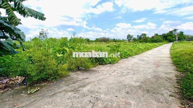 Đất nền SHR 2/Trung Đông 12-Thới Tam Thôn-Hóc Môn.Dt 5x20~101m2. 2,2ty