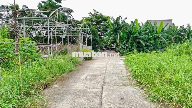 Đất nền SHR 2/Trung Đông 12-Thới Tam Thôn-Hóc Môn.Dt 5x20~101m2. 2,2ty