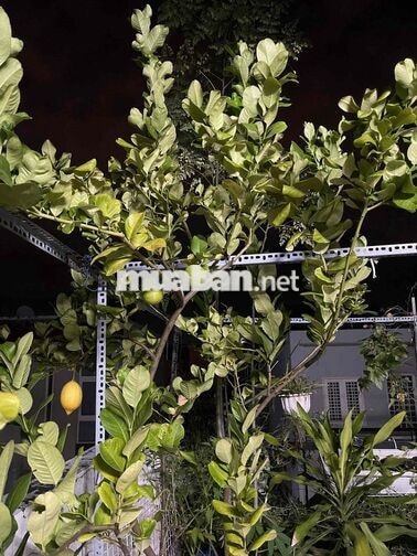 Nhà đẹp kế nhà thờ Thánh Nguyễn Duy Khang Linh Đông
