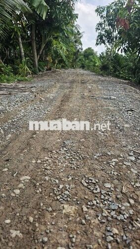 1ty550 triệu cho 1.000m2 đất trồng mai